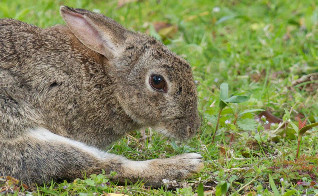 A nervous rabbit hiding and showing stress signals
