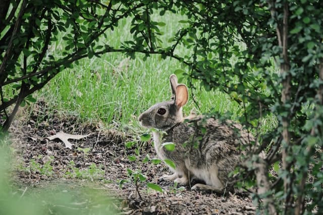 A rabbit beside a blueberry plant in a garden setting