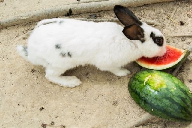 Can Rabbits Eat Watermelon? Safe Feeding Guide for 2026
