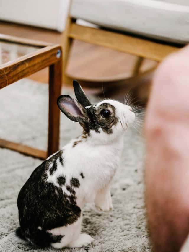 rabbit nudging owner
