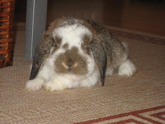 A minilop laying on the floor resting.