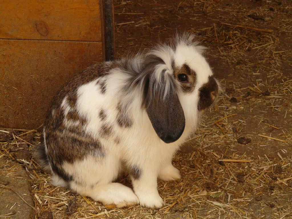 Holland Lop rabbit surrounded by scattered droppings on a clean floor