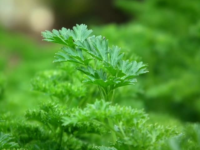 Fresh parsley leaves growing in a garden, ready to be harvested for rabbits