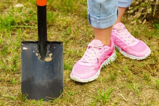A person using a shovel to safely pick up a dead rabbit for disposal
