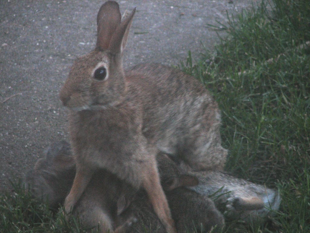 A wild mother rabbit sitting near her nest with kits