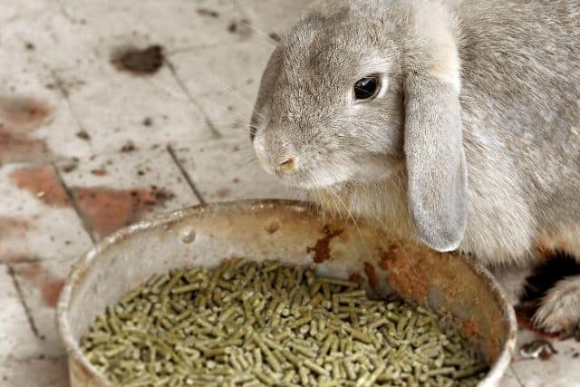 A rabbit eating pellets from a bowl, showing the importance of proper pellet portion control