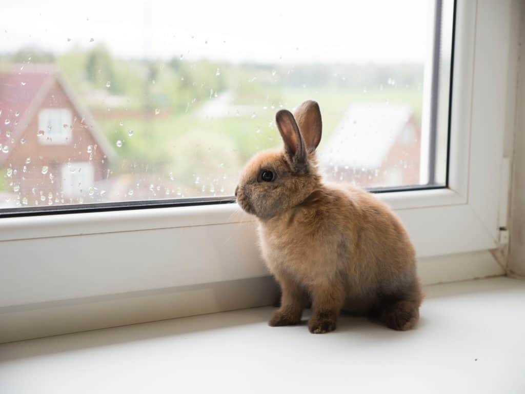 A lonely brow rabbit looking out the window