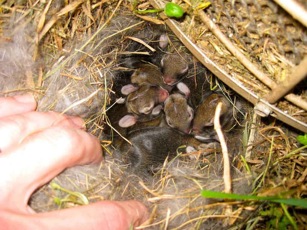 A rabbit nest full of baby rabbits or kits huddled together