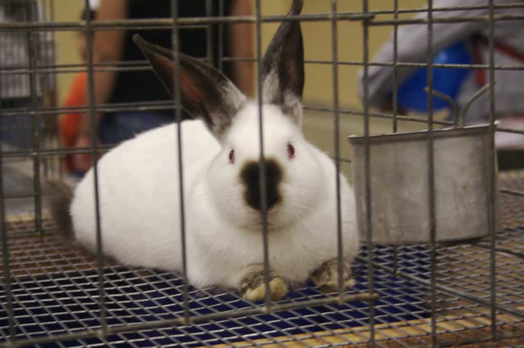 A rabbit resting on soft bedding inside an enclosed cage