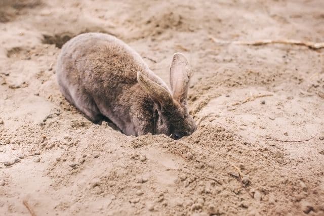 Why Do Rabbits Dig Holes Then Fill Them In? Nesting Behavior Explained