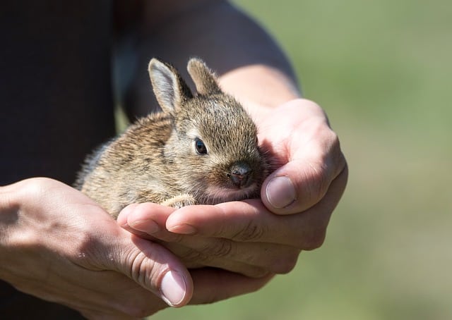 A young New Zealand rabbit next to fresh wheatgrass