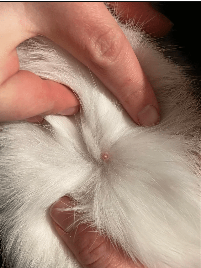 example of what nipples of a male rabbit looks like