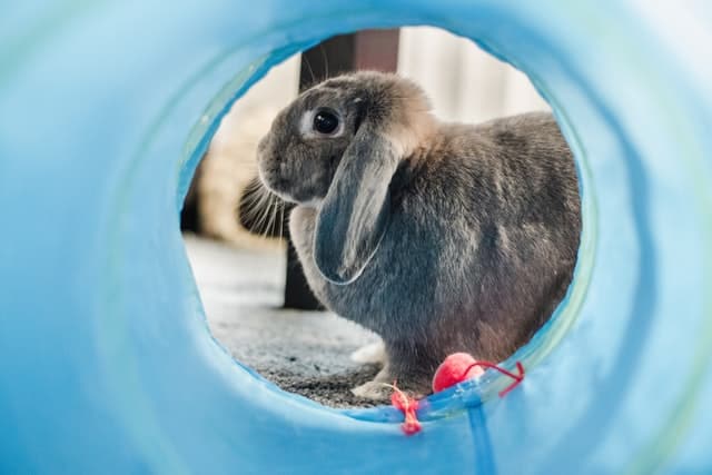 rabbit running and playing outside its cage