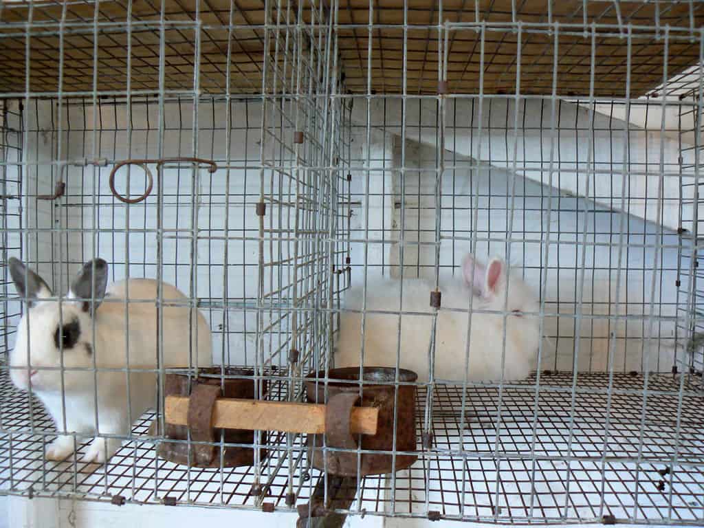 Two male rabbits being re-introduced in a neutral space after neutering