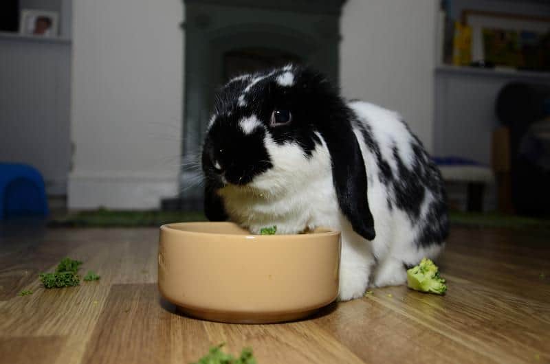 A black and white rabbit eating bell pepper from a food bowl