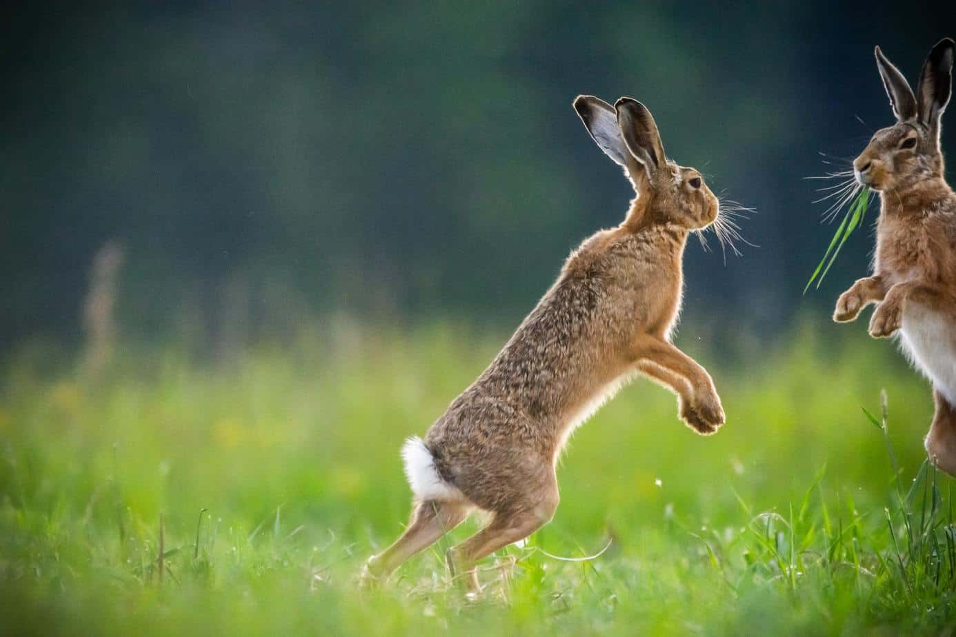 Rabbits Chasing Each Other. What Does It Mean?