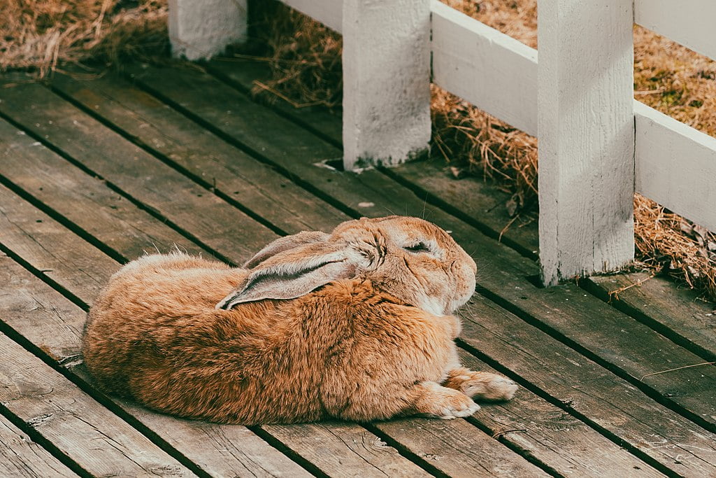 How To Wear Down Your Rabbit's Claws?