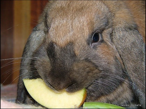Rabbit eating a small piece of apple as a treat