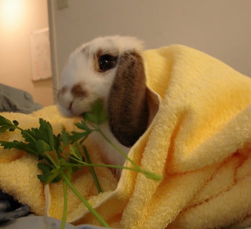 A young white Holland Lop rabbit eating fresh parsley leaves