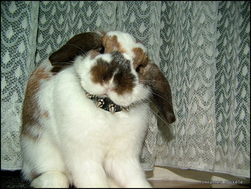Can rabbits wear collars? What you need to know.