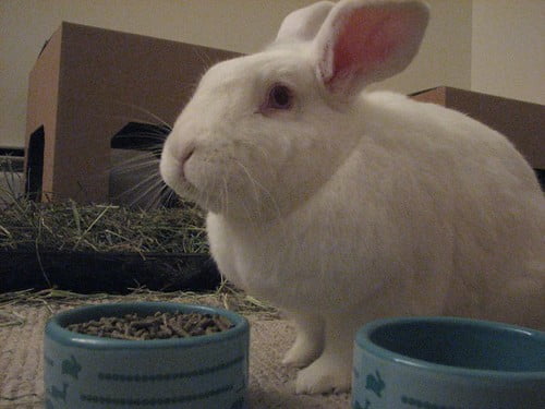 Rabbit eating pellets from a bowl
