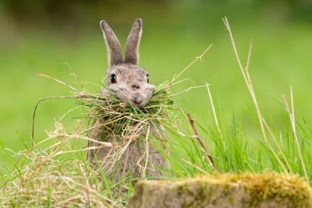 A rabbit eating a large amount of hay from its hay rack.