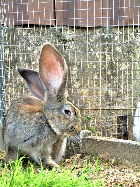 Two male rabbits being separated into different cages to stop fighting