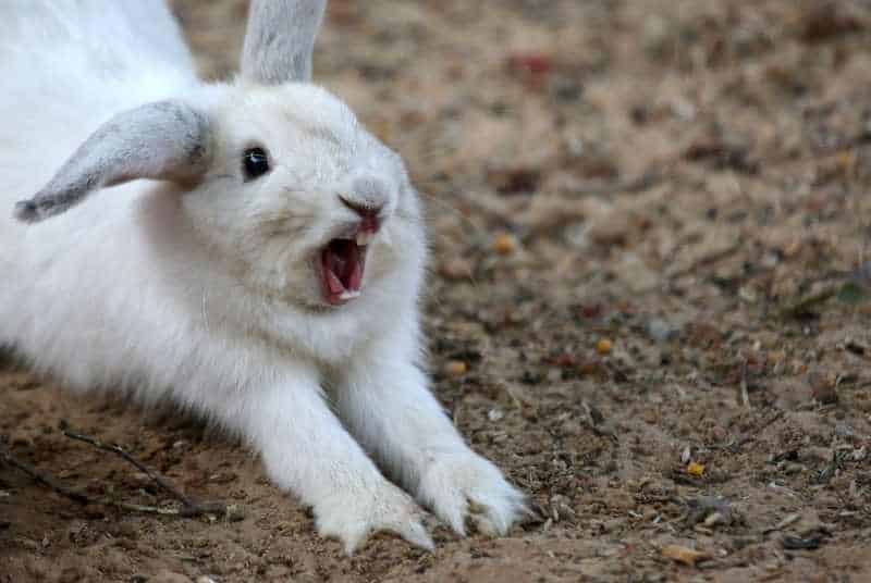 A screaming rabbit due to being frighted by loud sounds.