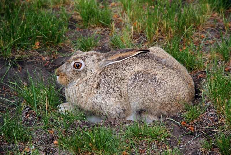 A scared rabbit with its eyes wide open in a hunched position