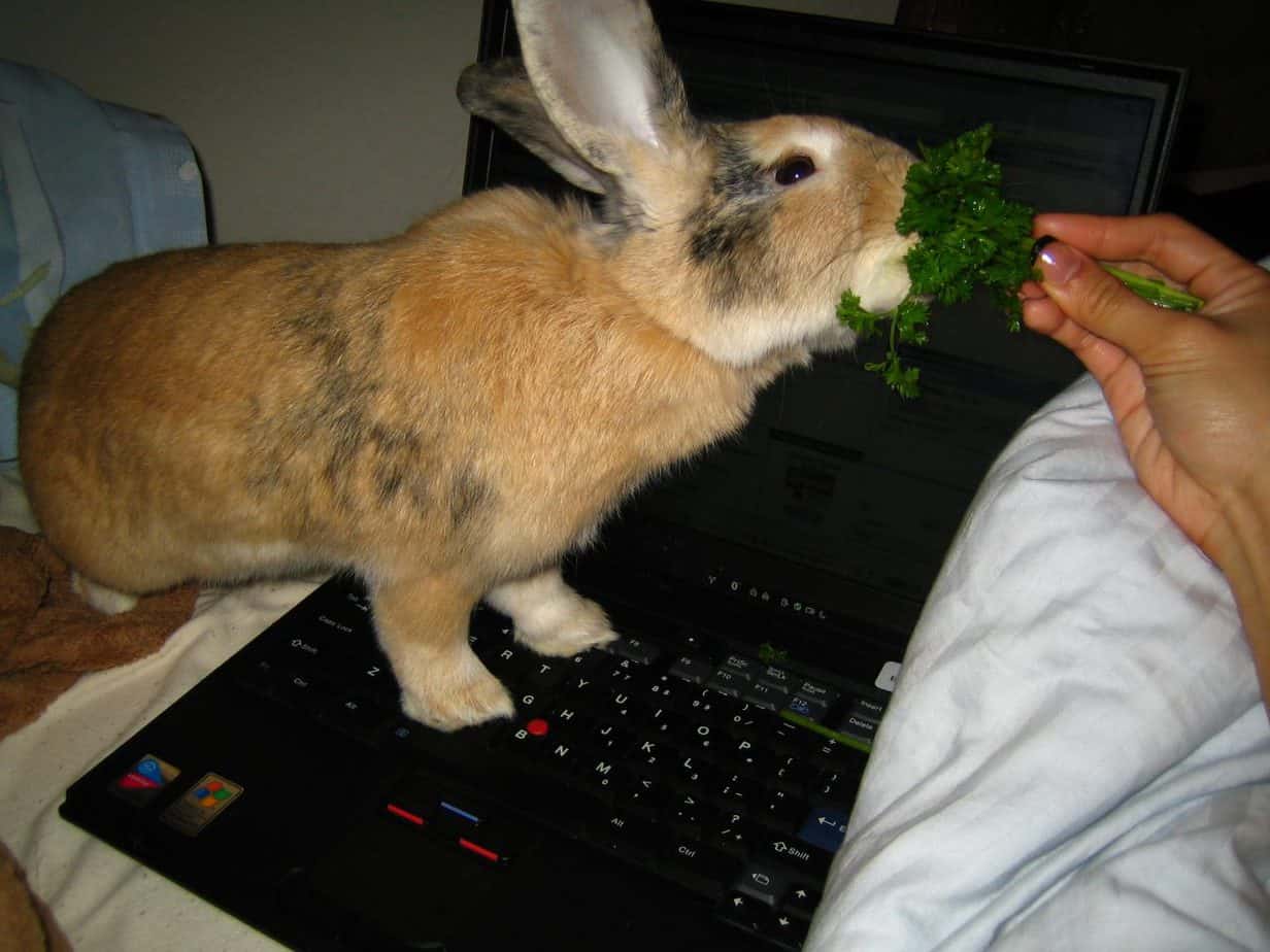 Can Rabbits Eat Parsley? Safe Feeding Guide for 2026