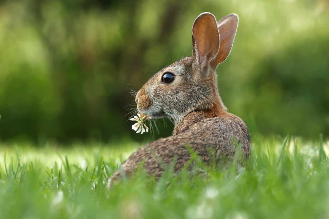 How Do Rabbits Get Their Food? Wild Foraging and Domestic Feeding Guide