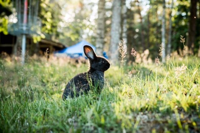 Why Does My Rabbit Run Away From Me? Causes and How to Build Trust