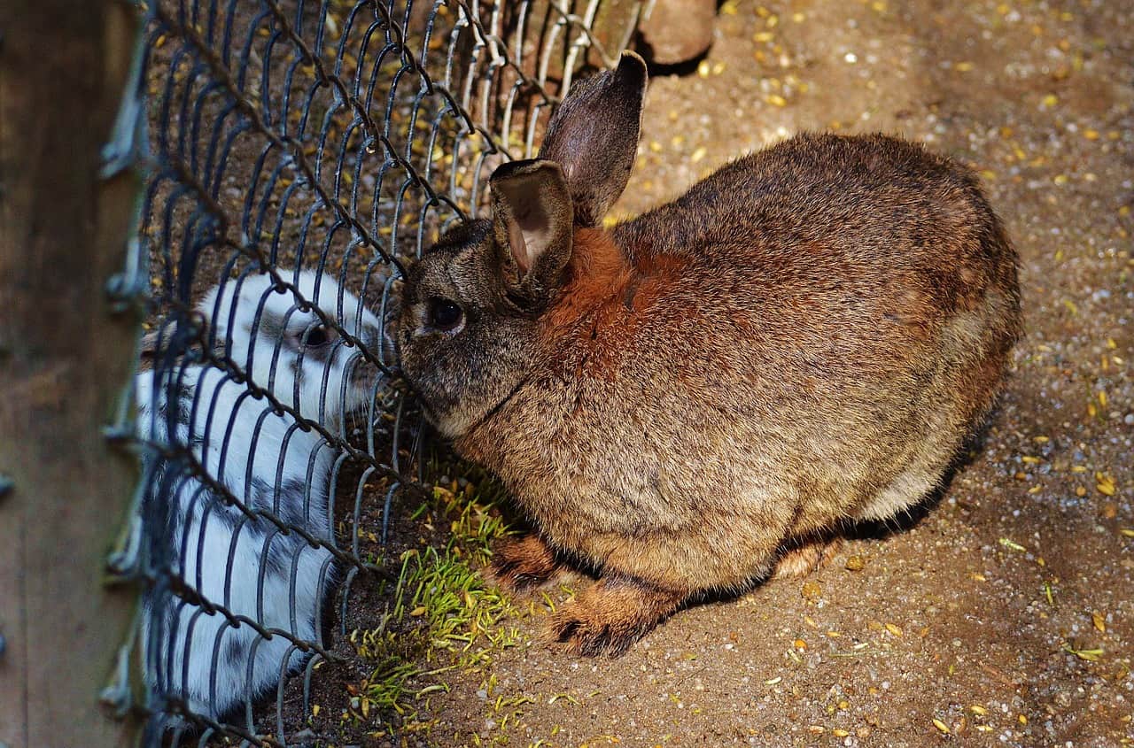 Can Rabbits Die Of Loneliness?