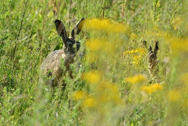 Two wild rabbits hiding near their burrow entrance to avoid predators