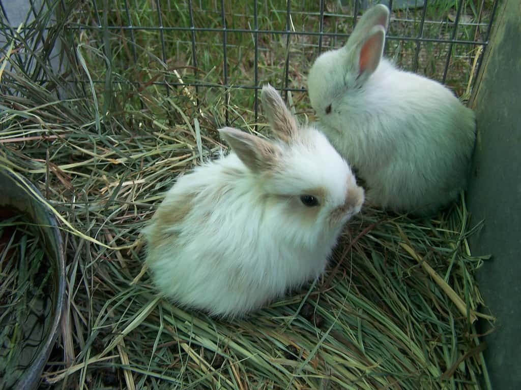 Two white rabbits sitting on its bedding and litterbox.