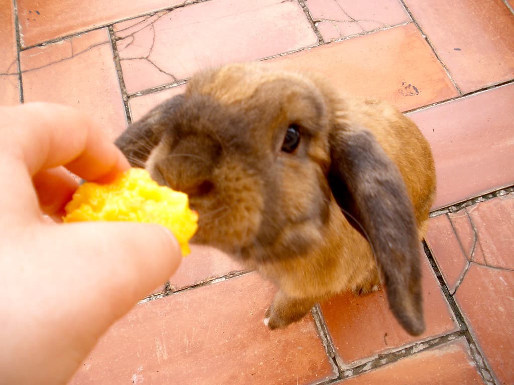 A rabbit being offered nectarines by its owner