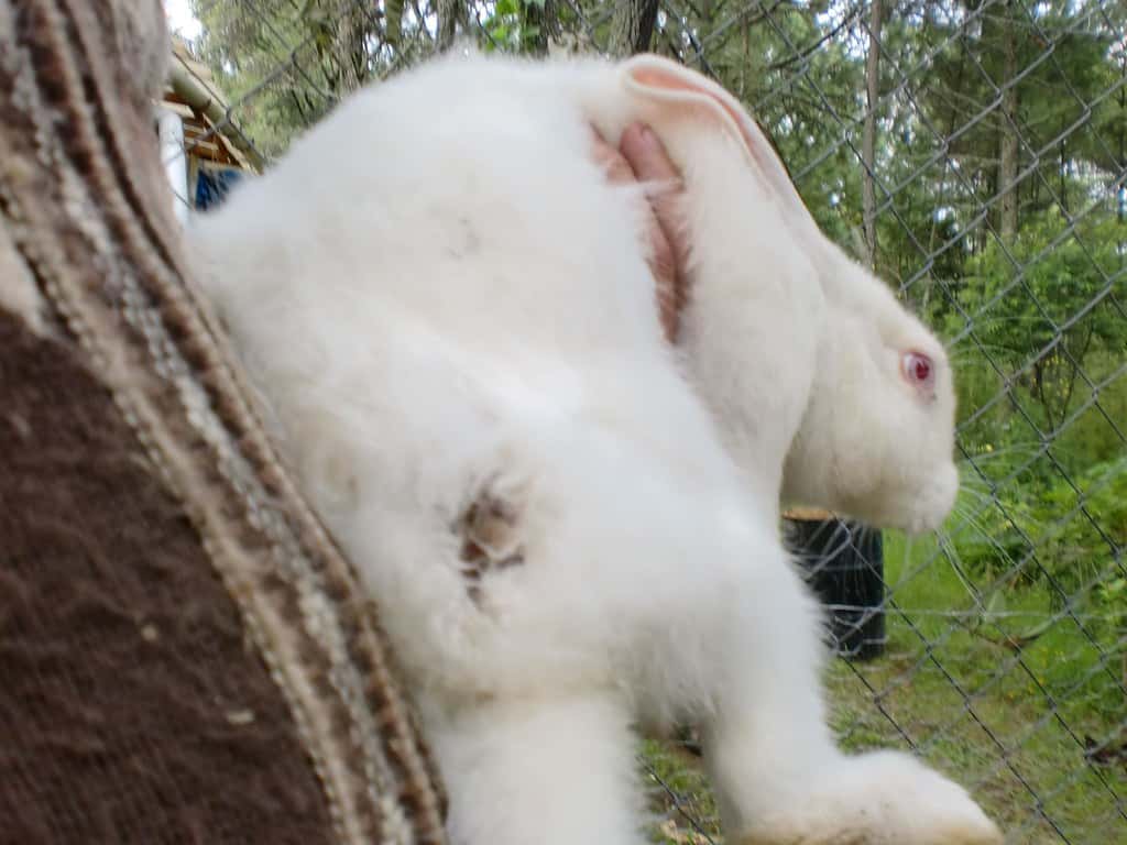 Checking a rabbit for injuries after a fight including open wounds and missing fur