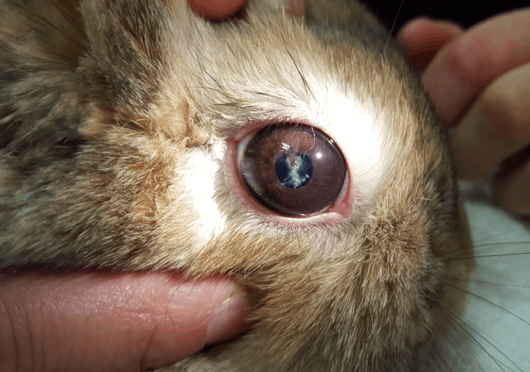 A rabbit's eye showing damage caused by the E. cuniculi parasite, with visible inflammation and lens rupture.