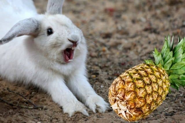 Can Rabbits Eat Pineapple? Safe Feeding Guide for Rabbit Owners