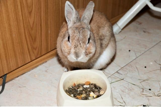 A brown and white rabbit eating pellets from a bowl showing proper portion size