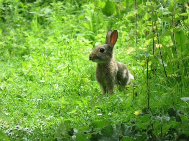 A rabbit sitting near fruit, illustrating safe treat feeding practices for rabbits