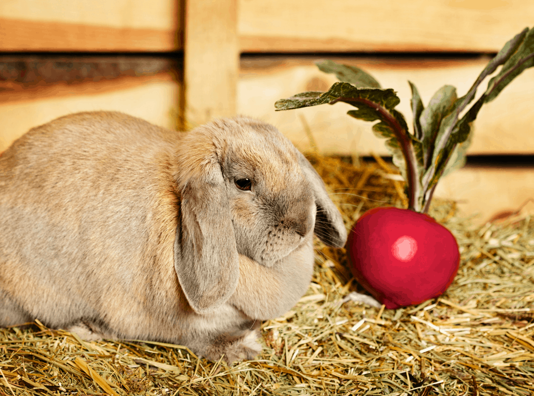 Can Rabbits Eat Beet Greens? Safe Feeding Guide for 2026