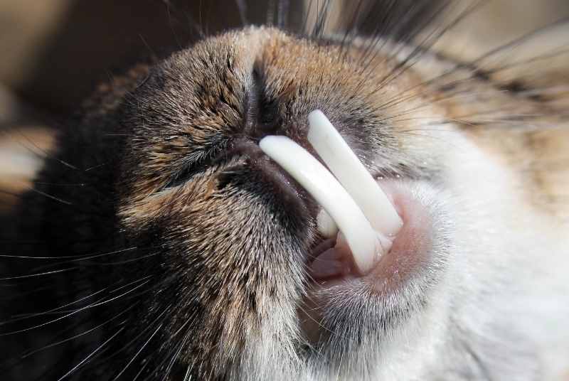 A rabbit with an overgrown bottom teeth showing the dangers of malocclusion