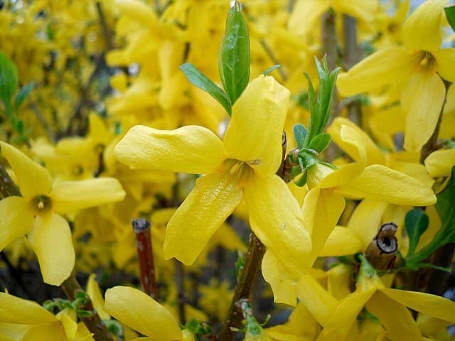Can Rabbits Eat Forsythia?