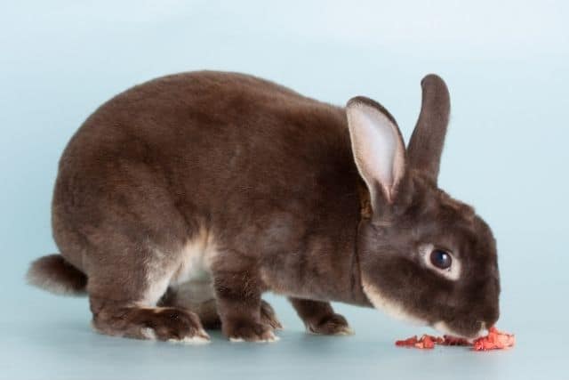 Can Rabbits Eat Strawberries? Safe Feeding Guide for 2026
