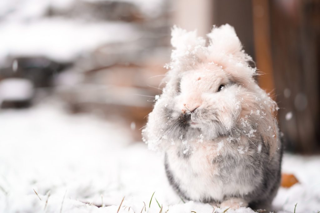 A rabbit in a snow.