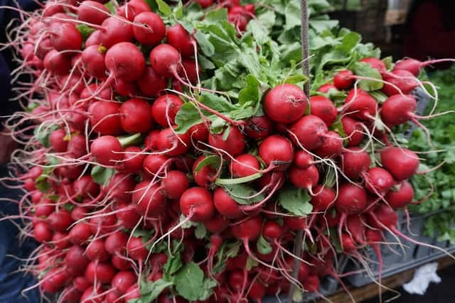 A bundle of small round red radishes that are safe for rabbits to eat