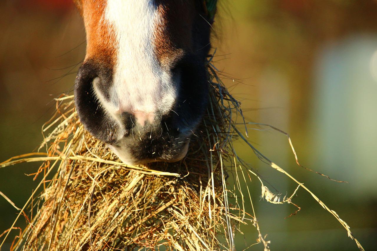 Can Rabbits Eat Horse Hay?