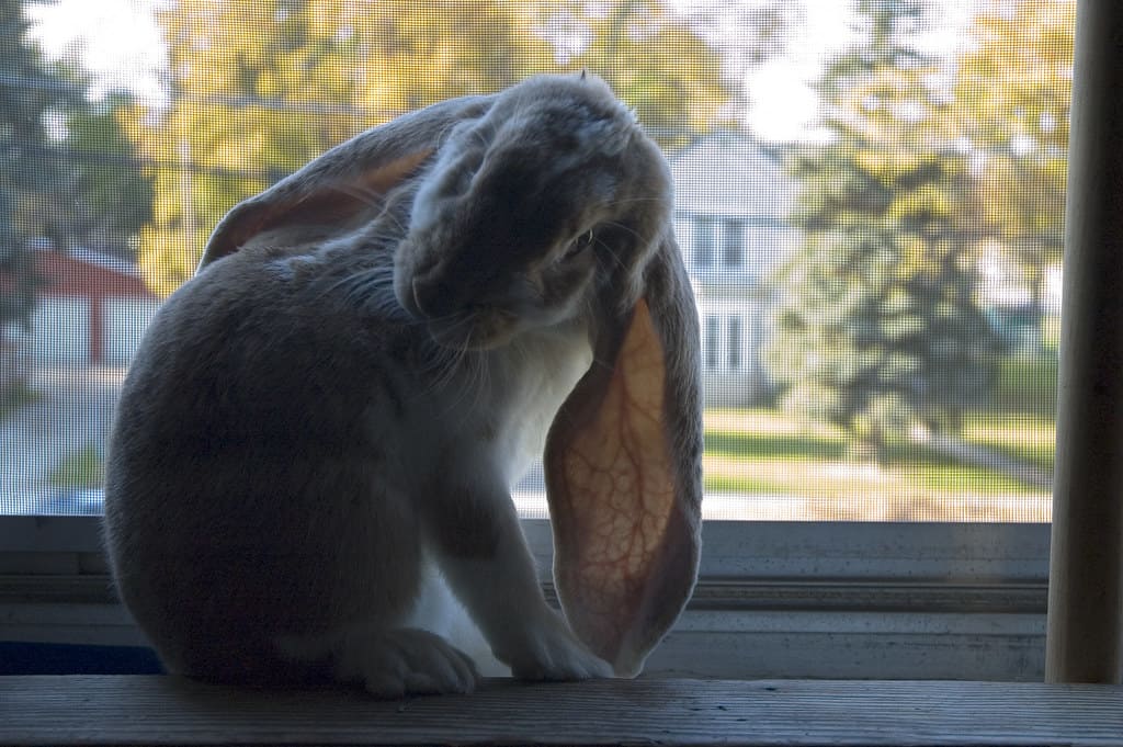 A rabbit grooming itself excessively due to stress