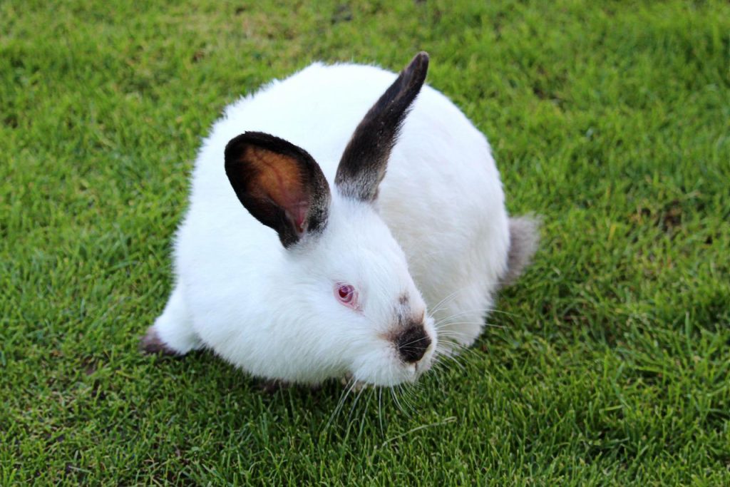 A white rabbit exercising and playing outside its cage